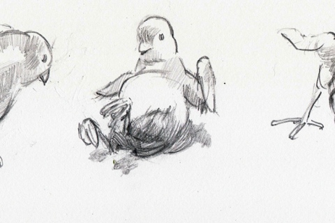 Chicks - 02