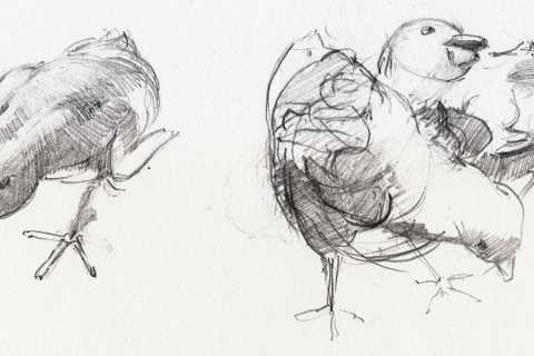 Chicks - 04