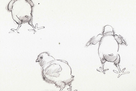 Chicks (Gamma 1.7)