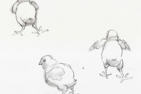 Chicks