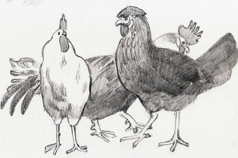 Gaggle of Roosters