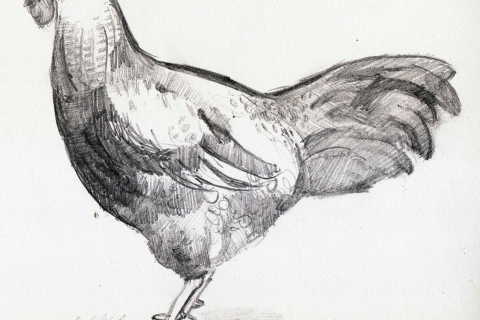 Solitary Rooster