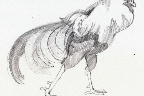Strutting Rooster