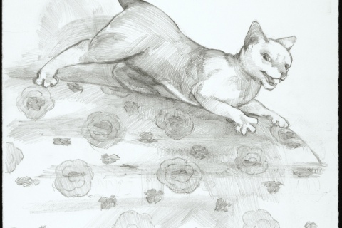 Cat Frenzy