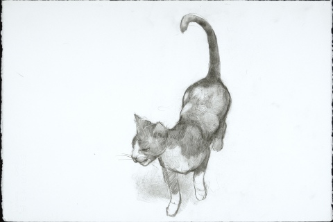 Renaissance Cat