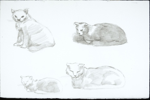 Cat Studies (4)