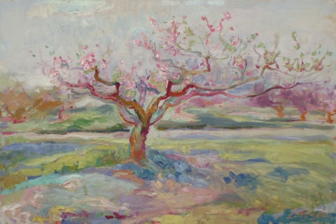 Peach Tree Blooming